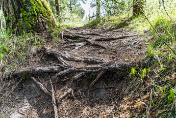 Baum verwurzelt sich im Trampelpfad im Wald