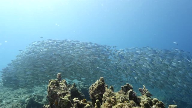 Unterwasser - Riff - Fisch - Schwarm - Tauchen - Curacao - Karibik - 4K