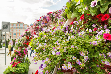 Potted flowers of petunia. Street decoration of plants and colorful flowers. Moscow, Russia.