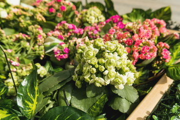 Potted flowers of Kalanchoe. Street decoration with plants and flowers. Moscow, Russia.