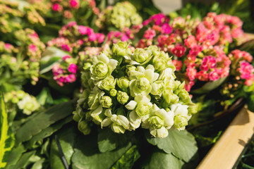 Potted flowers of Kalanchoe. Street decoration with plants and flowers. Moscow, Russia.