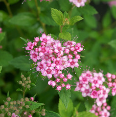 Spiraea japonica Little Princess