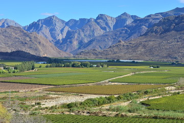 A vineyard nestled between the mountains of the Western Cape of South Africa.
