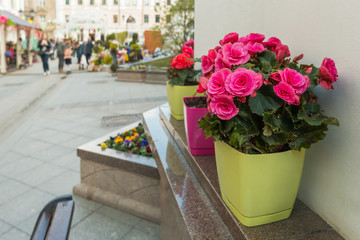 Potted flowers of azalea. Street decoration with flowers and plants. Moscow, Russia.