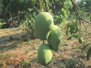 Mango on tree
