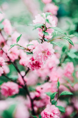 Fototapeta na wymiar Malus pumila natural lovely pink spring flowers paradise apple-tree 