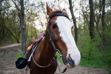 Obraz premium Horse on nature. Portrait of a horse