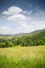 Tuinposter mountain summer landscape. trees near meadow and forest on hills © Mosphotobox