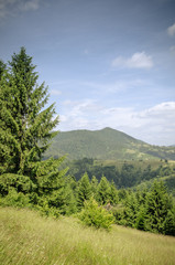 Obraz premium mountain summer landscape. trees near meadow and forest on hills