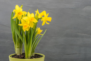 Daffodils on Gray Background