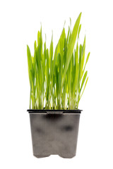 Wheat grass isolated