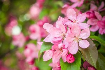 Spring Cherry blossoms pink flowers.