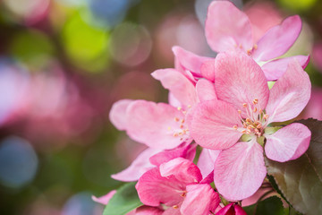 Fototapeta na wymiar Spring Cherry blossoms pink flowers.