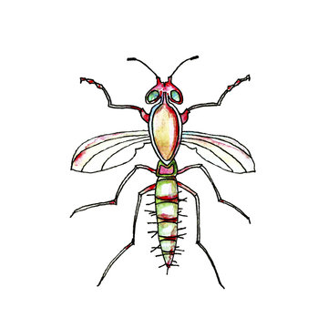 Watercolor illustration of an insect