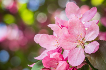 Spring Cherry blossoms pink flowers.