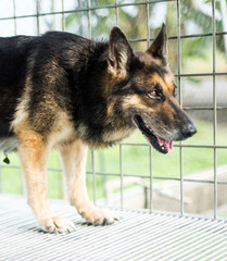 German shepherds in a cage