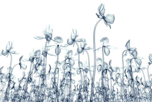 x-ray image of a flower isolated on white , the orchide