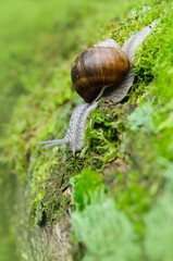 snail in the nature