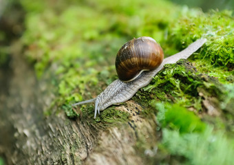 snail in the nature