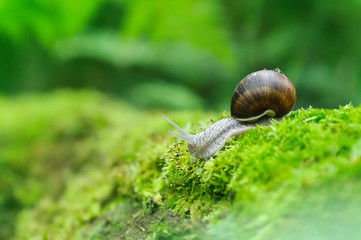 snail in the nature