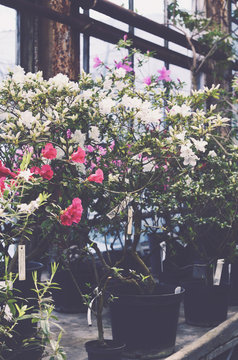 Bushes of blooming azaleas in flower pots
