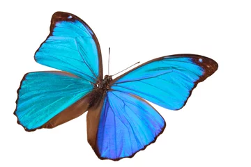 Crédence de cuisine en verre imprimé Papillon Blue butterfly.