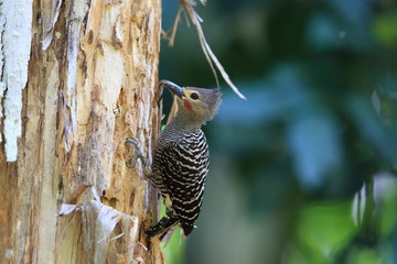 Buff-rumped woodpecker (Meiglyptes grammithorax) in Thailand
