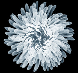 x-ray image of a flower isolated on black , Pompon Chrysanthemum