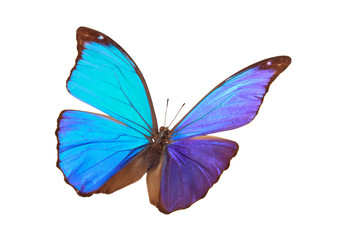 Obraz premium Błękitny motyl tropikalny.