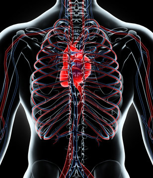 3D illustration of Human Internal System - Circulatory System.