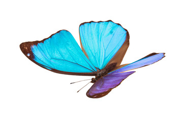 Blue tropical butterfly.
