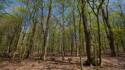 Frühling im natürlichen Buchen Wald Entspannung
