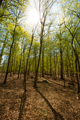 Sonne Frühling im natürlichen Buchen Wald Entspannung