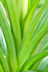 Pandan leaves