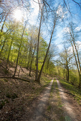 Fototapeta na wymiar Sonne Weg Frühling im natürlichen Buchen Wald Entspannung