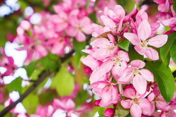 Naklejka na ściany i meble Spring Cherry blossoms pink flowers.