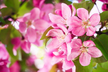 Spring Cherry blossoms pink flowers.