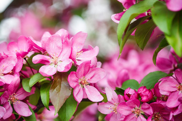 Fototapeta na wymiar Spring Cherry blossoms pink flowers.