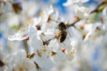 Сбор пыльцы на сливовых деревьях