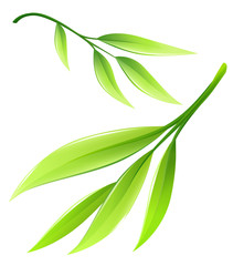 Branch with green bamboo leaves eps10 vector illustration isolated