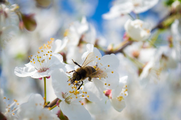 Сбор пыльцы на сливовых деревьях © ithorhanna