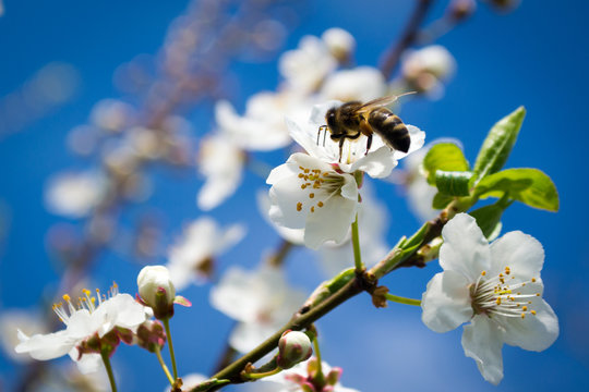 Сбор пыльцы на сливовых деревьях