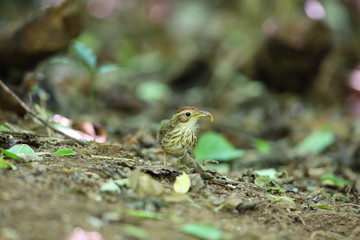 Puff-throated babbler (Pellorneum ruficeps) in kaengkrachan National Park, Thailand