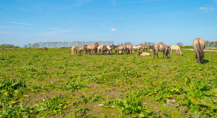 Horses in nature in spring © Naj