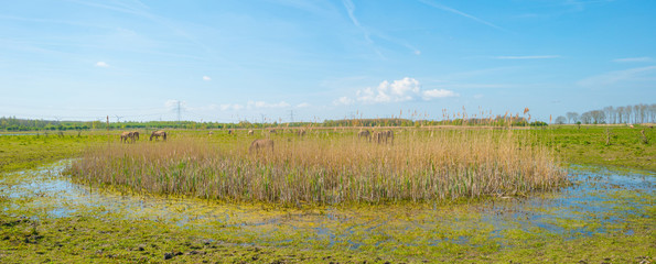 Horses in nature in spring © Naj