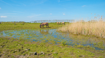 Horses in nature in spring © Naj