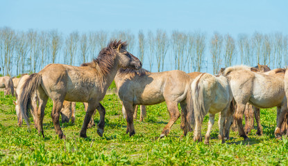 Horses in nature in spring