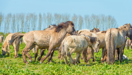 Horses in nature in spring © Naj