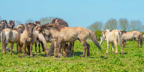 Horses in nature in spring © Naj
