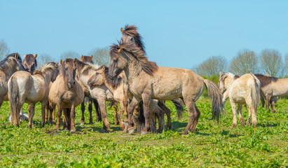 Horses in nature in spring © Naj